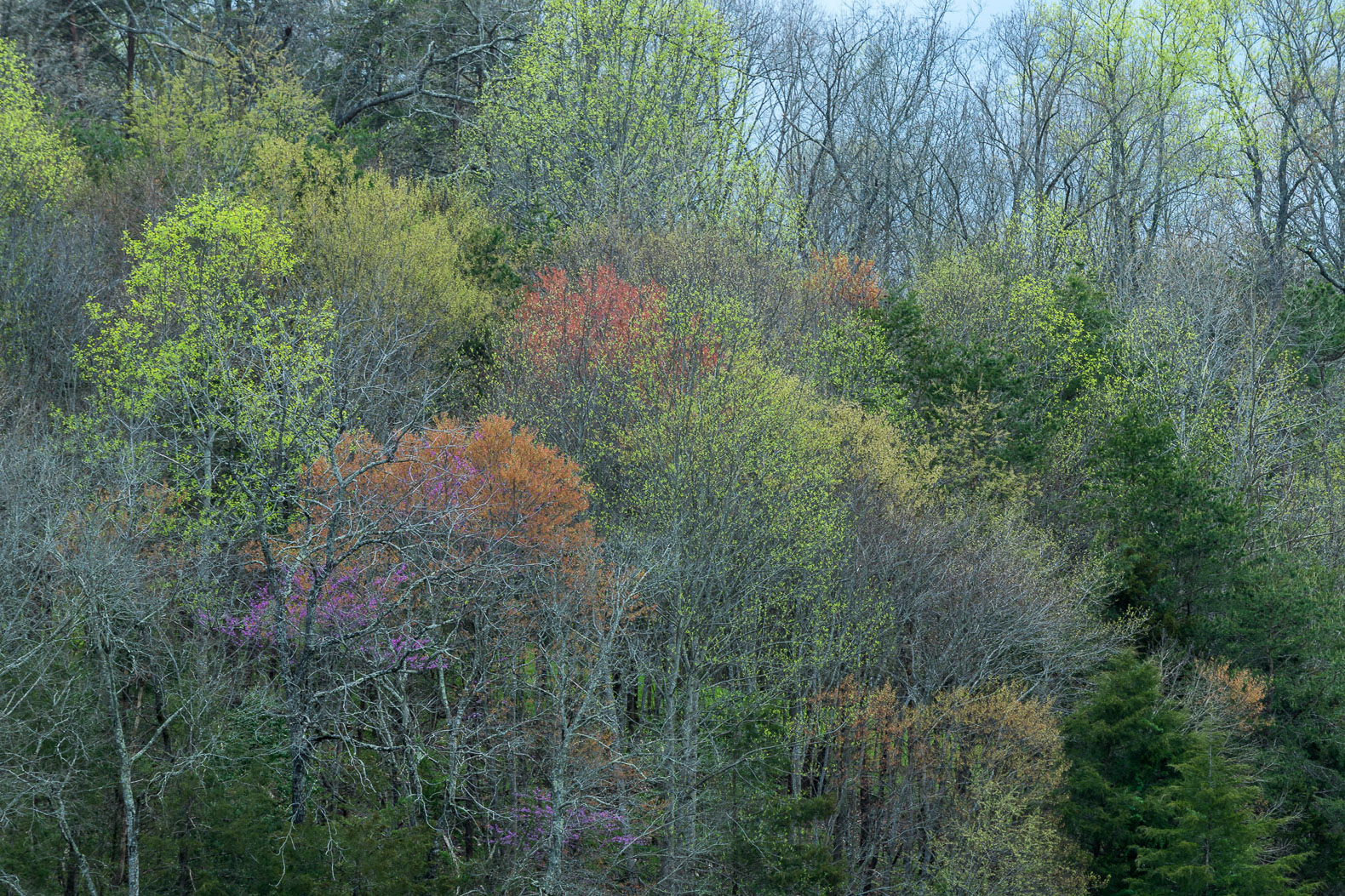 Spring Trees